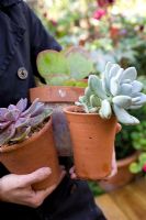 Moving Paxhyphytum bracteosum, Kalanchoe 'Bronze Sculpture', Echeveria 'Duchess of Nuremberg' into greenhouse over winter