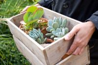 Moving Paxhyphytum bracteosum, Kalanchoe 'Bronze Sculpture', Echeveria 'Duchess of Nuremberg' into greenhouse over winter