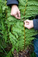 Insulating and Wrapping Dicksonia antarctica for winter