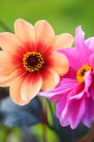 Dahlia 'Happy Single Date' and Dahlia 'Fascination'