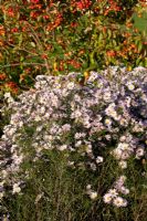 Aster 'Anja's Choice' with Malus 'Evereste' - Crabapple