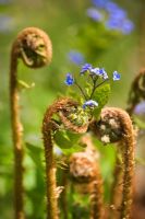 Unfurling fern in Spring with Omphalodes cappadocica