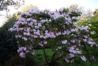 Rhododendron loderi 'King George'