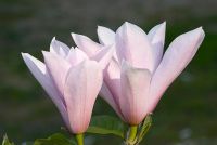 Magnolia - 'Raspberry Ripple'