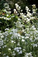 Centranthus ruber 'Albus'