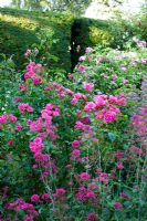 Geranium 'Patricia', Rosa 'Fritz Nobis', Rosa 'Elmshorn', Centranthus Ruber, Geranium 'Endress', Taxus - Yew hedge with gateway