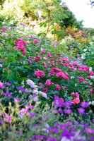 Geranium 'Patricia', Rosa 'Fritz Nobis', Rosa 'Elmshorn', Centranthus Ruber, Geranium endressii