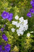 Artemisia vulgaris 'Oriental Limelight' and Campanulas