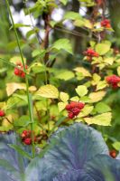Brassica - Red cabbage and Rubus phoenicolasius - Japanese Wineberry