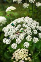 Potosia cuprea - Scarab Beetles on white flower