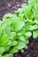 Rows of Eruca sativa - Salad Rocket