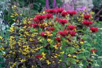 Monarda 'Gardenview Scarlet' with Lysimachia ciliata 'Firecracker'