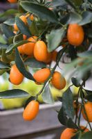 Kumquat fortunella margarita