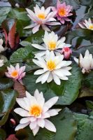 Nymphaea - Waterlily in pond
