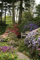 Ten varieties of Rhododendron flowering in a sheltered corner around a seat