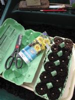 Spacing out nasturtium seed in a recycled eggbox before pushing them in to bury them. When ready to plant out, the box is broken up into modules so there is little root disturbance                              