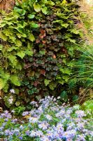living wall with Ajuga 'Black Scallop', Polystichum polyblepharum, Carex testacea, Bergenia Cordifolia, Miscanthus sinesis, Gracillimus and Aster Monch 