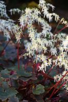 Saxifraga fortunei 'Rubrifolia'