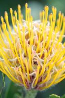 Leucospermum cuneiforme - Common Pincushion Protea
