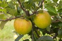 Malus domestica - Apple  'James Grieve'