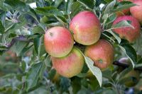 Malus domestica - Apple 'Queen Cox'