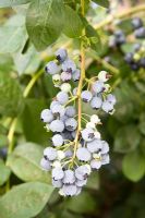 Vaccinium corymbosum - Blueberry 'Coville'
