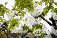 Prunus avium - Cherry 'Sunburst'