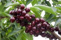 Prunus avium - Sweet Cherry 'Stella'