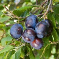 Prunus insititia - Damson  'Merryweather'