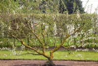 Fan Trained Acid Cherry on Colt Rootstock - Prunus cerasus 'Morello'