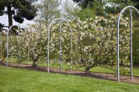 Fan Trained Cherry Trees