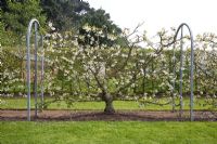 Prunus avium 'Stella' - Fan Trained Sweet Cherry 