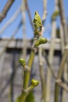 Fig embryos- Ficus carica 'Brown Turkey'