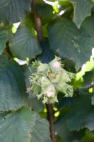 Corylus maxima 'Tonne de Giffon' - Filbert 