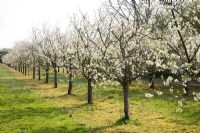 Prunus domestica 'Avalon' on St. Julien 'A' rootstock - Plum trees in blossom -