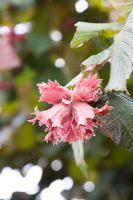 Corylus maxima 'Purpurea' - Purple Leaved Filbert  