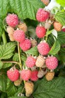  Rubus idaeus 'Malling Jewel' - Raspberry 