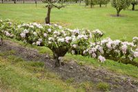 Stepover Apple on MM106 rootstock - Malus domestica 'Merton Russet'