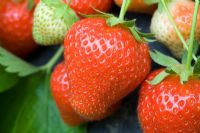 Fragaria x ananassa - Strawberry 'Christine'