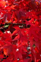 Acer palmatum 'Osakazuki' Brilliant red Autumn leaves 