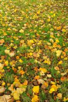 Fallen Leaves on grass