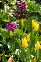 Bergenia 'Eroica' with Tulipa 'West Point'
