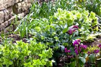 Bergenia 'Eroica' with Helleborus