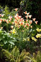 Dryopteris dilatata 'Crispa Whiteside' with species Tulipa and Narcissus - Priory House 
 