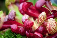 Sarracenia x courtii