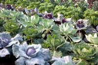 Vegetable garden full of cabbages