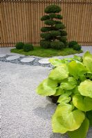 Hosta planted beside a granite gravel and stone path with cloud-pruned Ilex crenata and Buxus sempervirens balls, backed by a  bamboo fence in the Japanese themed garden  - 'Less and More' garden - RHS Hampton Court Flower Show 2011
 