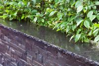 A wet slate stone wall with Carpinus hedge 