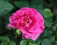 Rosa 'Noble antony' Rose 