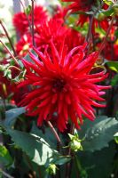 Dahlia 'Doris Day' 